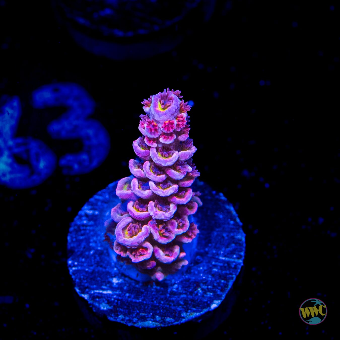 WWC Paradise Tenuis Acropora