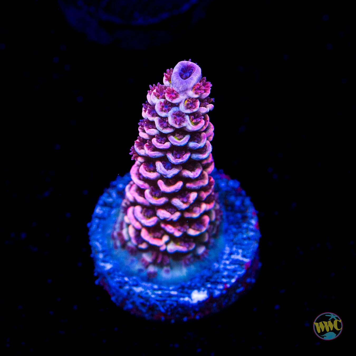 WWC Paradise Tenuis Acropora