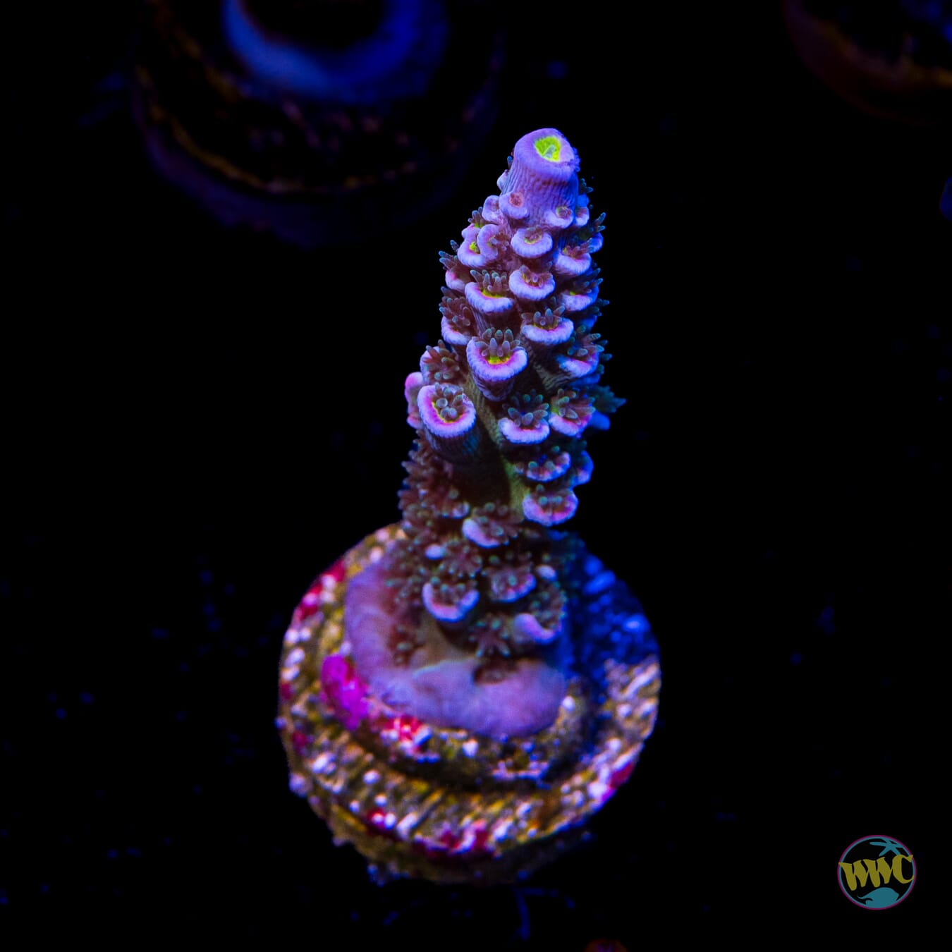 WWC Hair of the Dog Tenuis Acropora