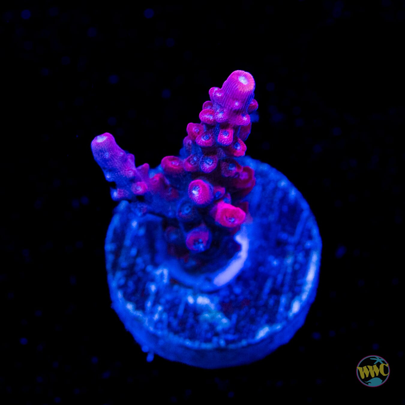 Frag Farmer Red Robin Acropora