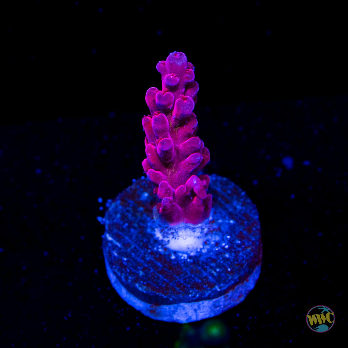 WWC Deep Purple Acropora