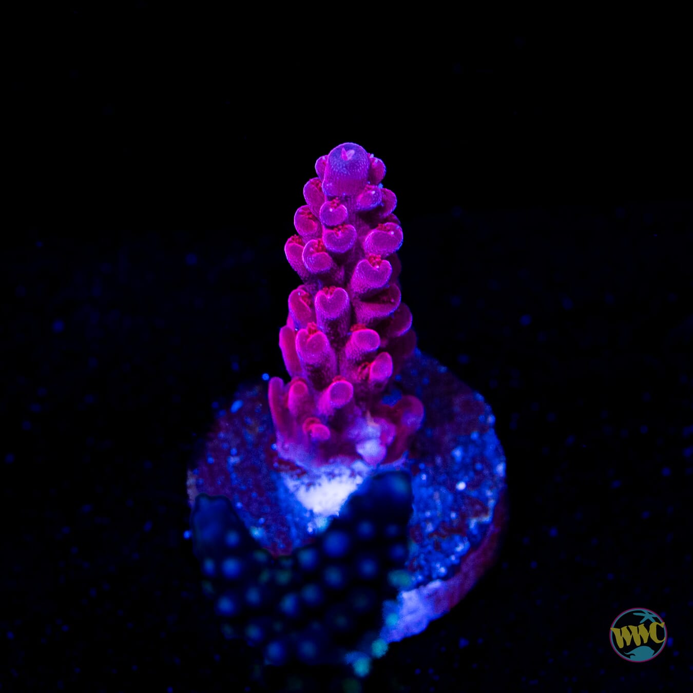 WWC Deep Purple Acropora