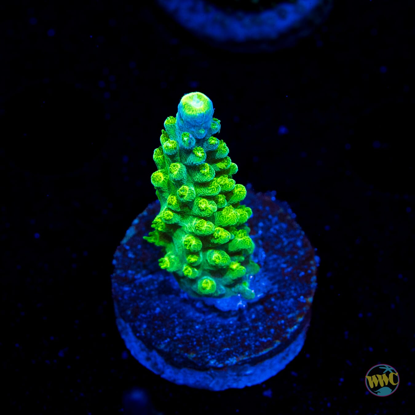 Paletta Tricolor Acropora