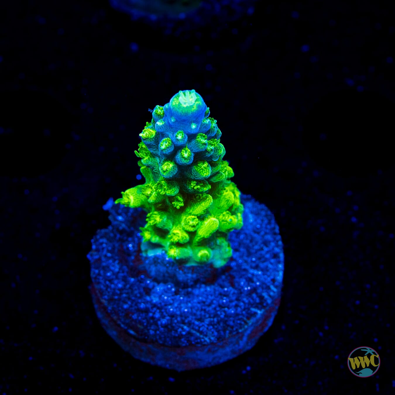 Paletta Tricolor Acropora