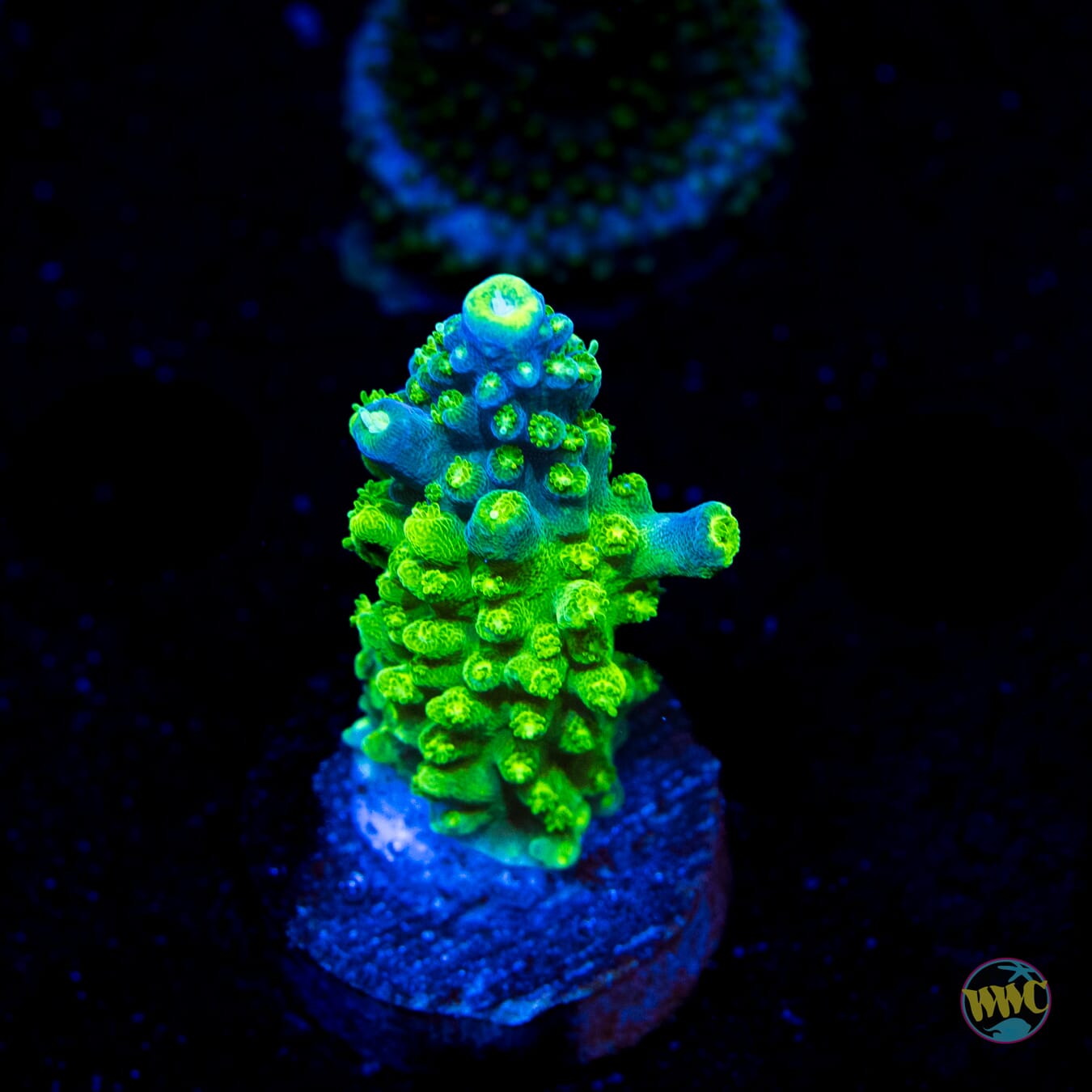 Paletta Tricolor Acropora