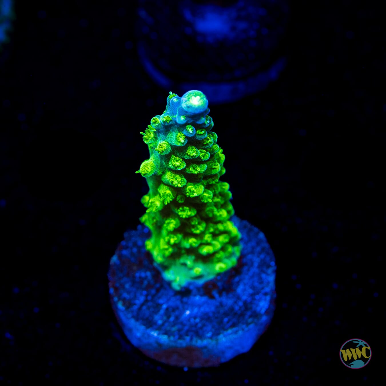 Paletta Tricolor Acropora