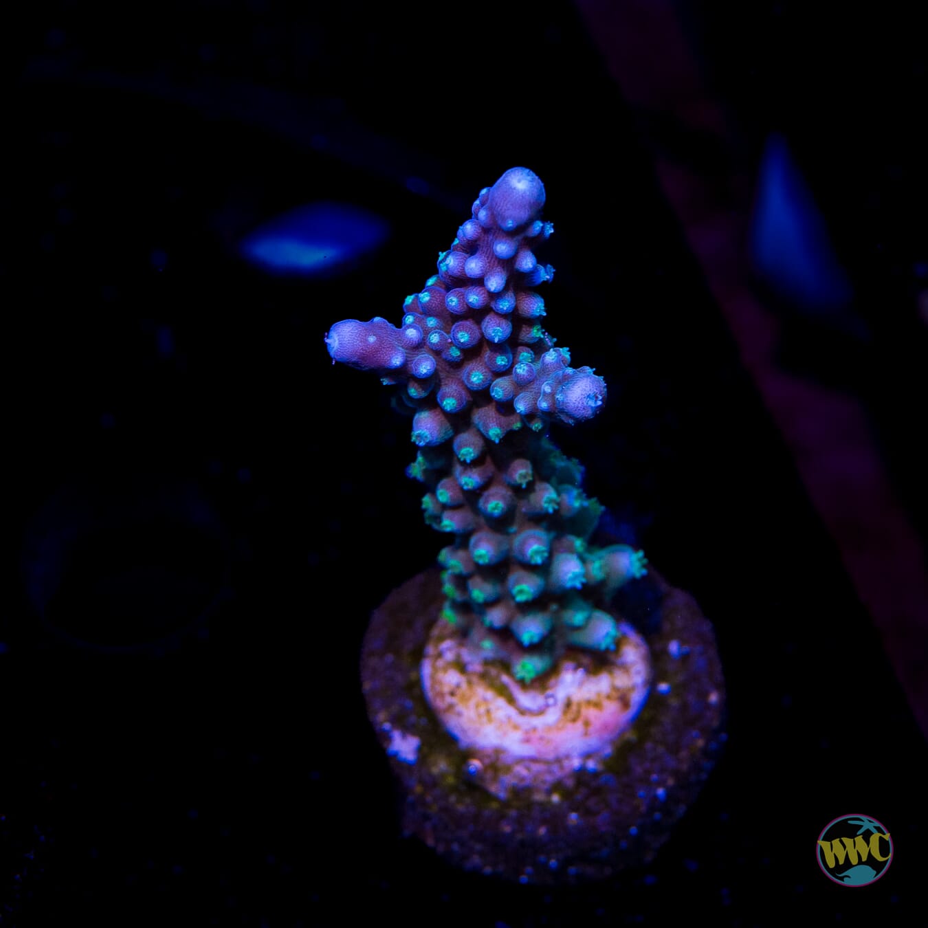 WWC Blue Lightning Stag Acropora