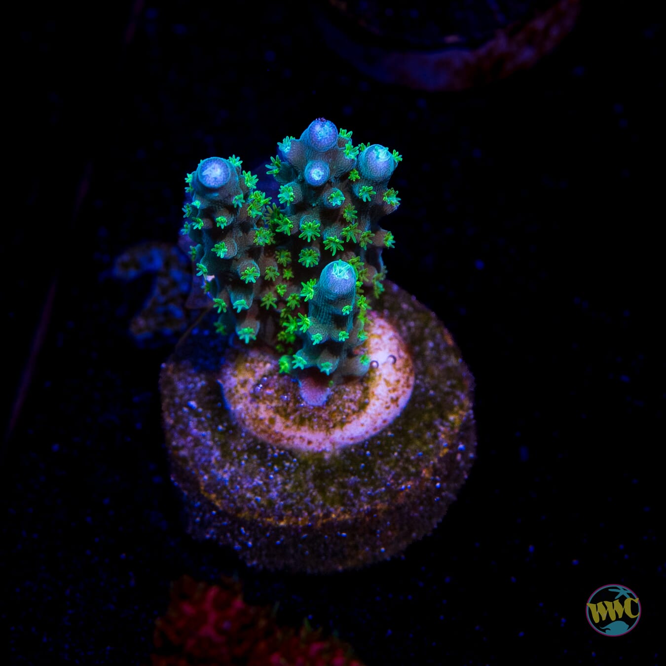 WWC Blue Lightning Stag Acropora