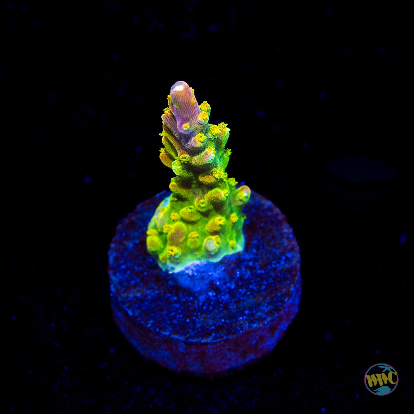 Paletta Pink Tip Acropora