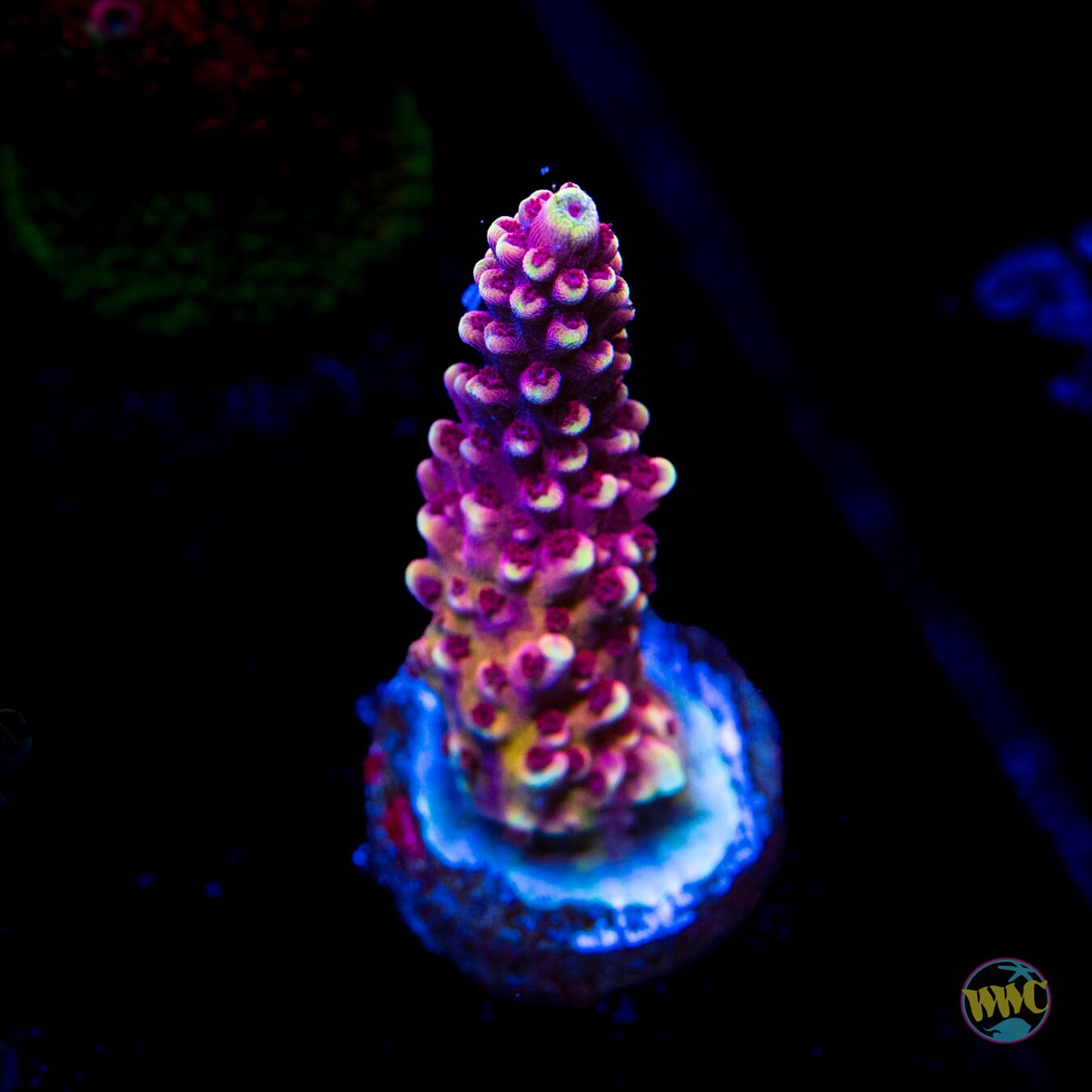 WWC Terra Red Acropora