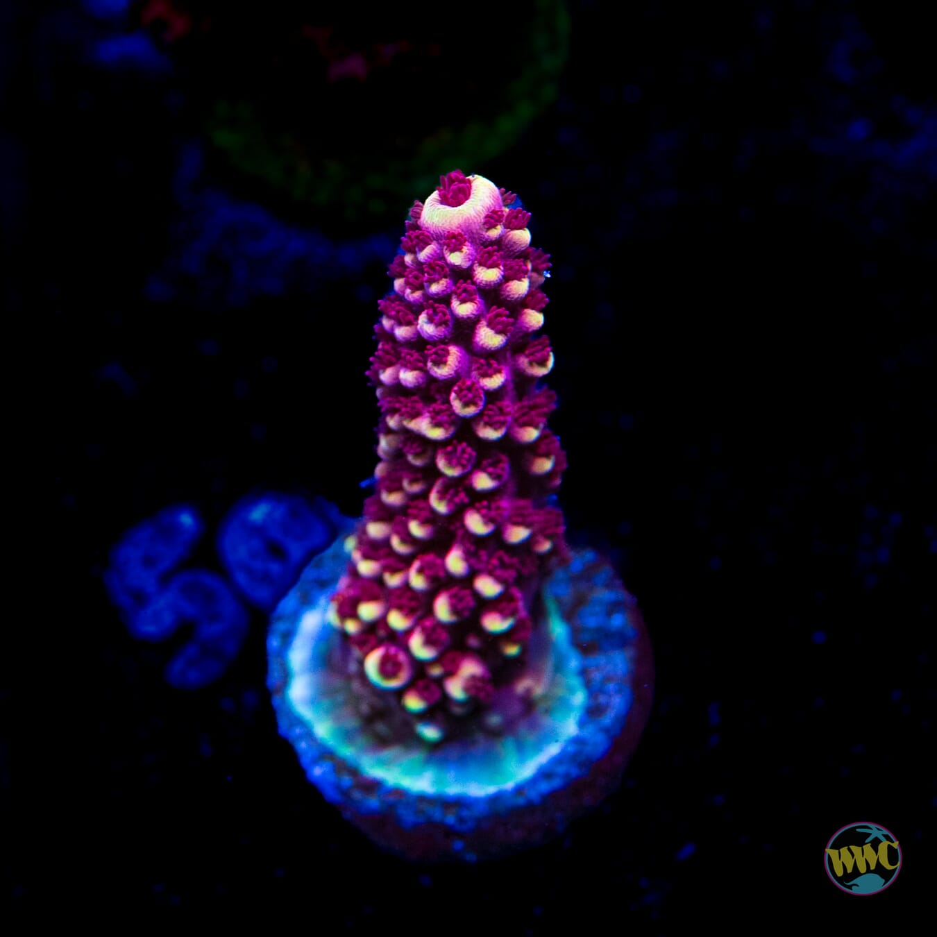 WWC Terra Red Acropora