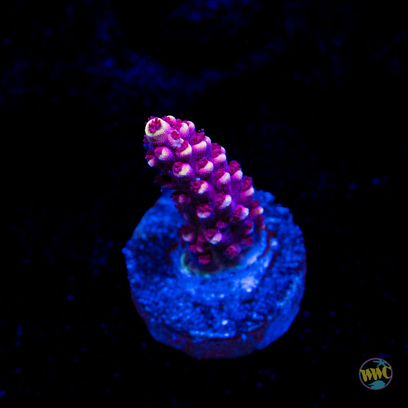 WWC Terra Red Acropora