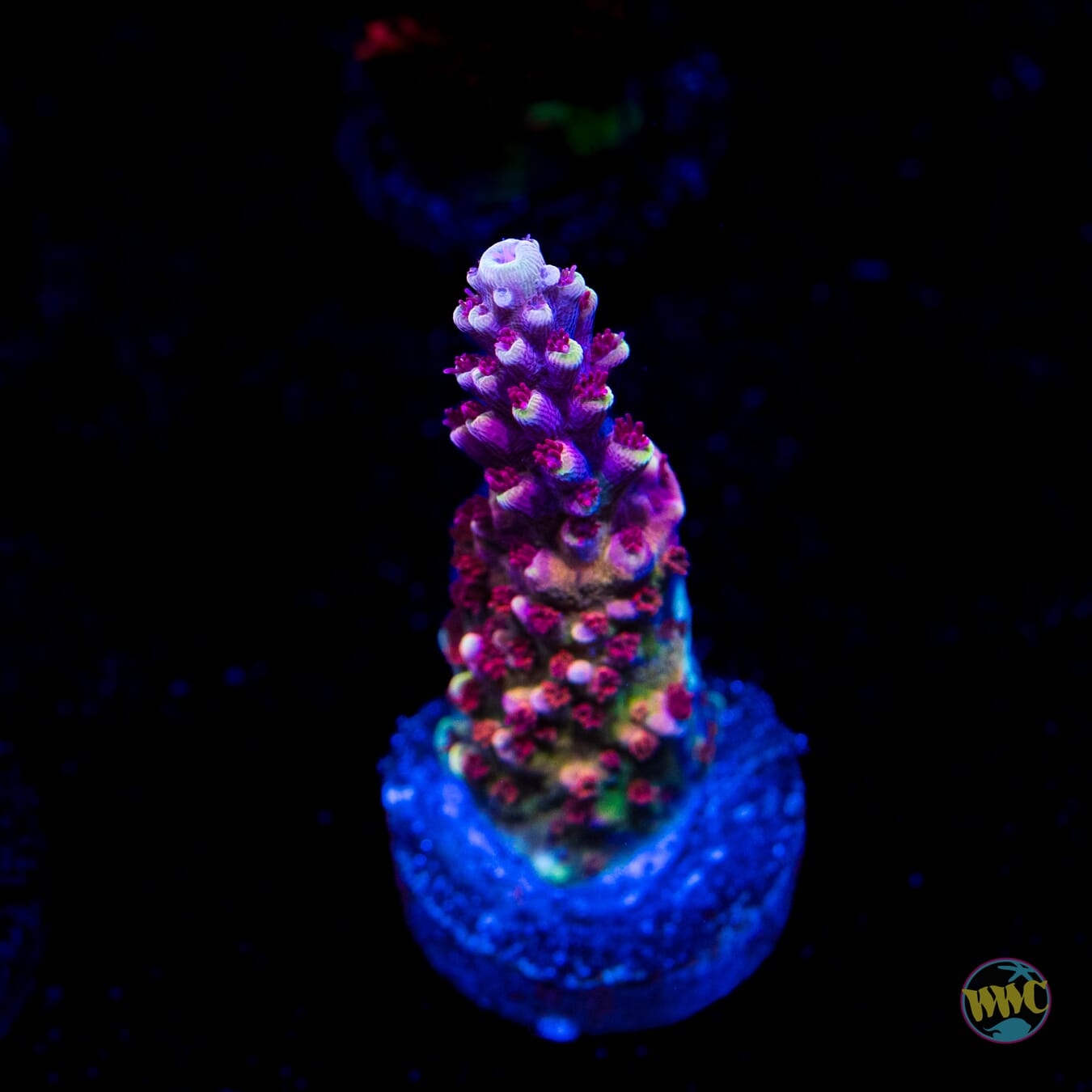 WWC Terra Red Acropora