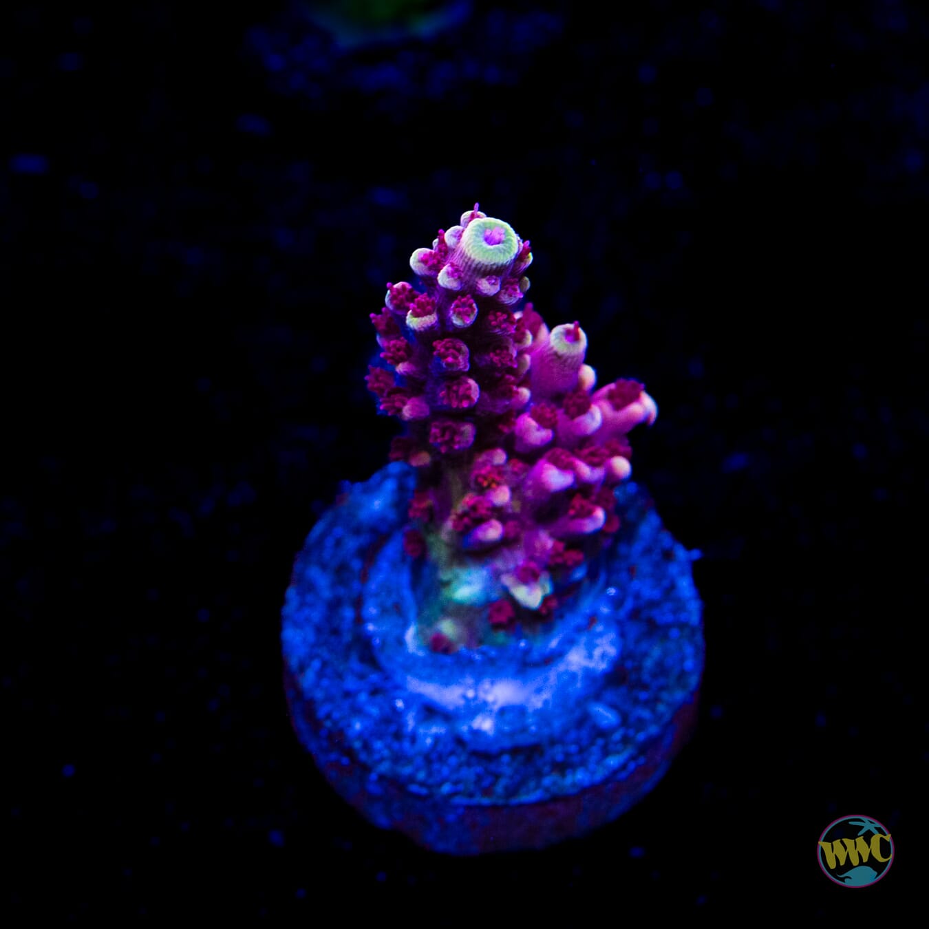 WWC Terra Red Acropora
