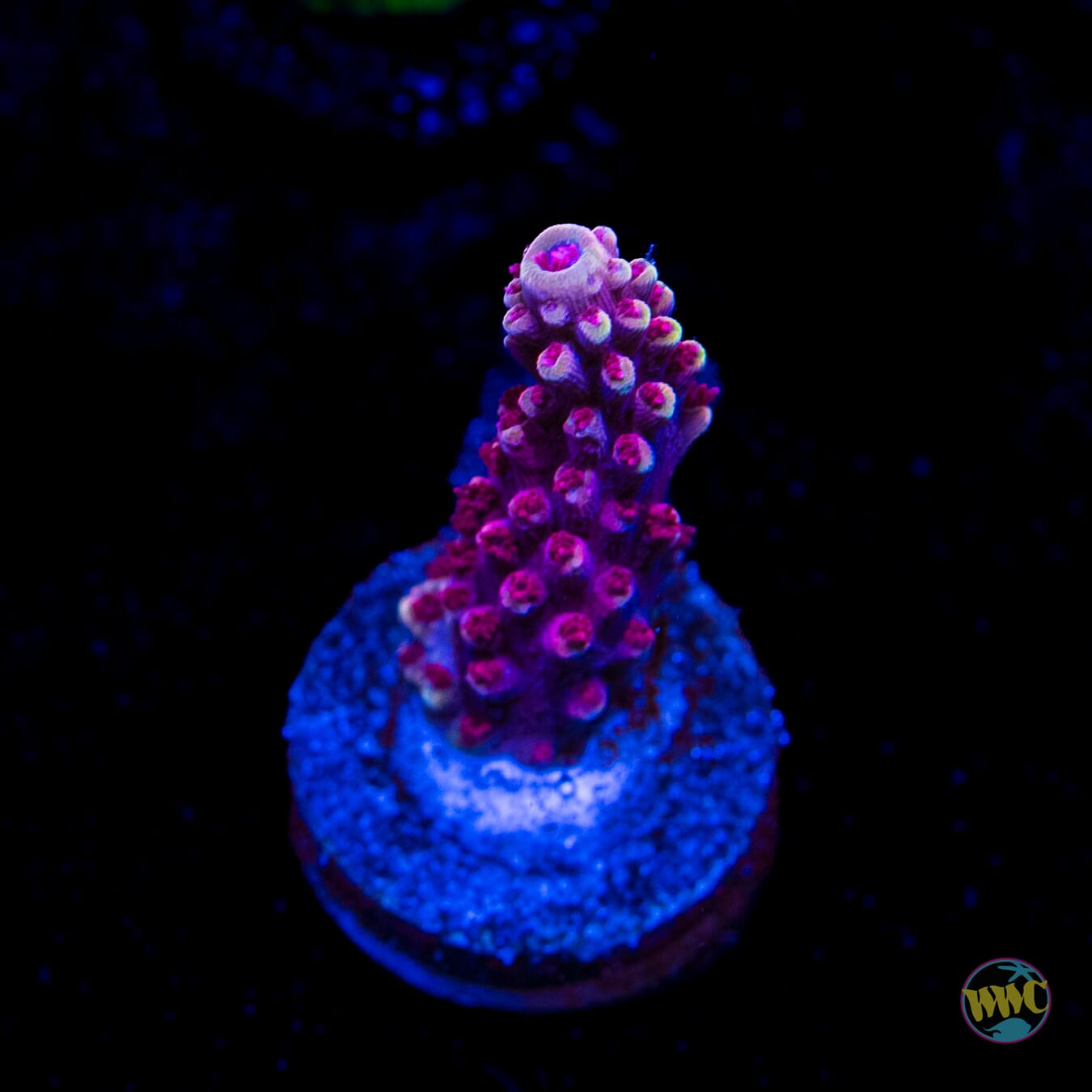 WWC Terra Red Acropora