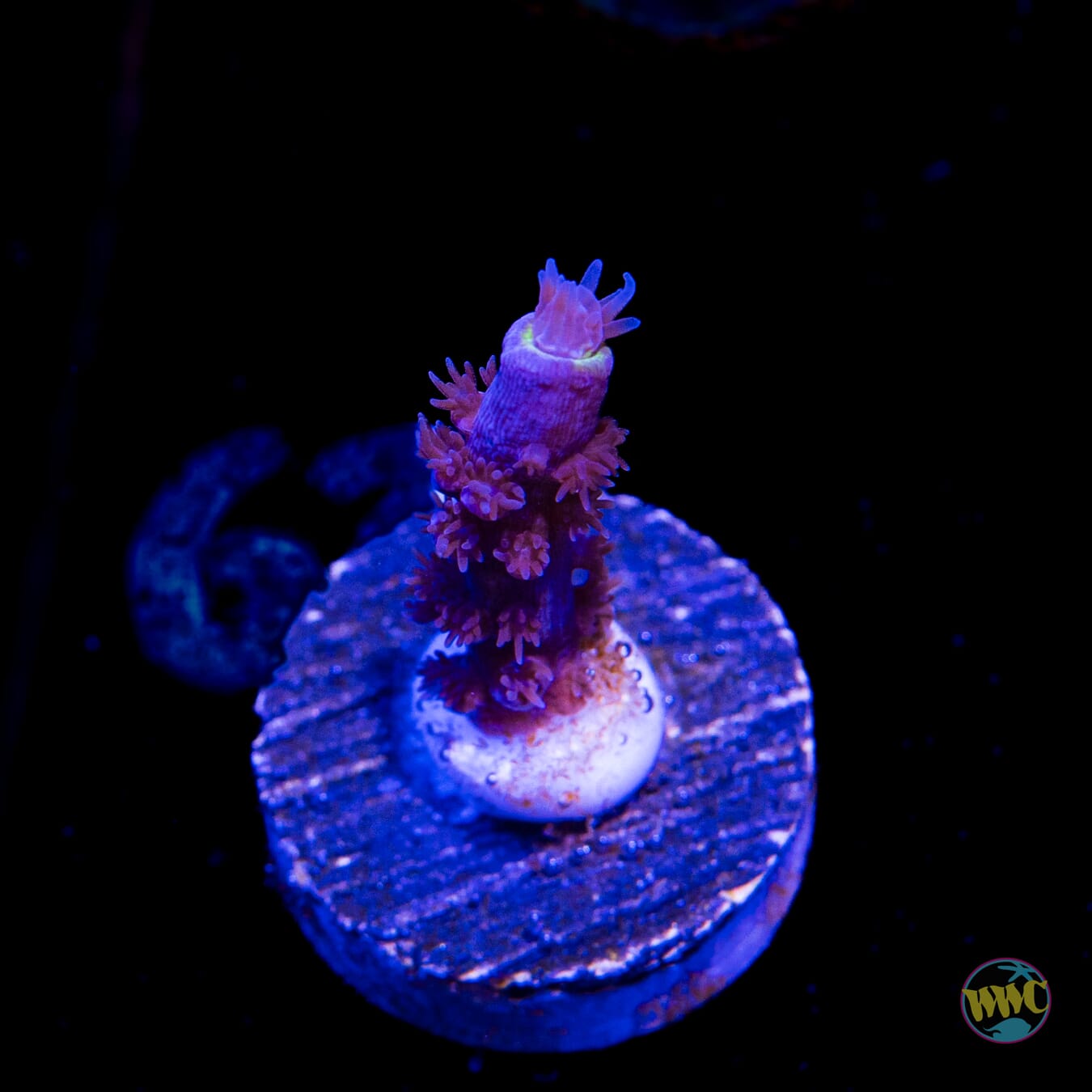 Jason Fox Papa Smurf Tenuis Acropora