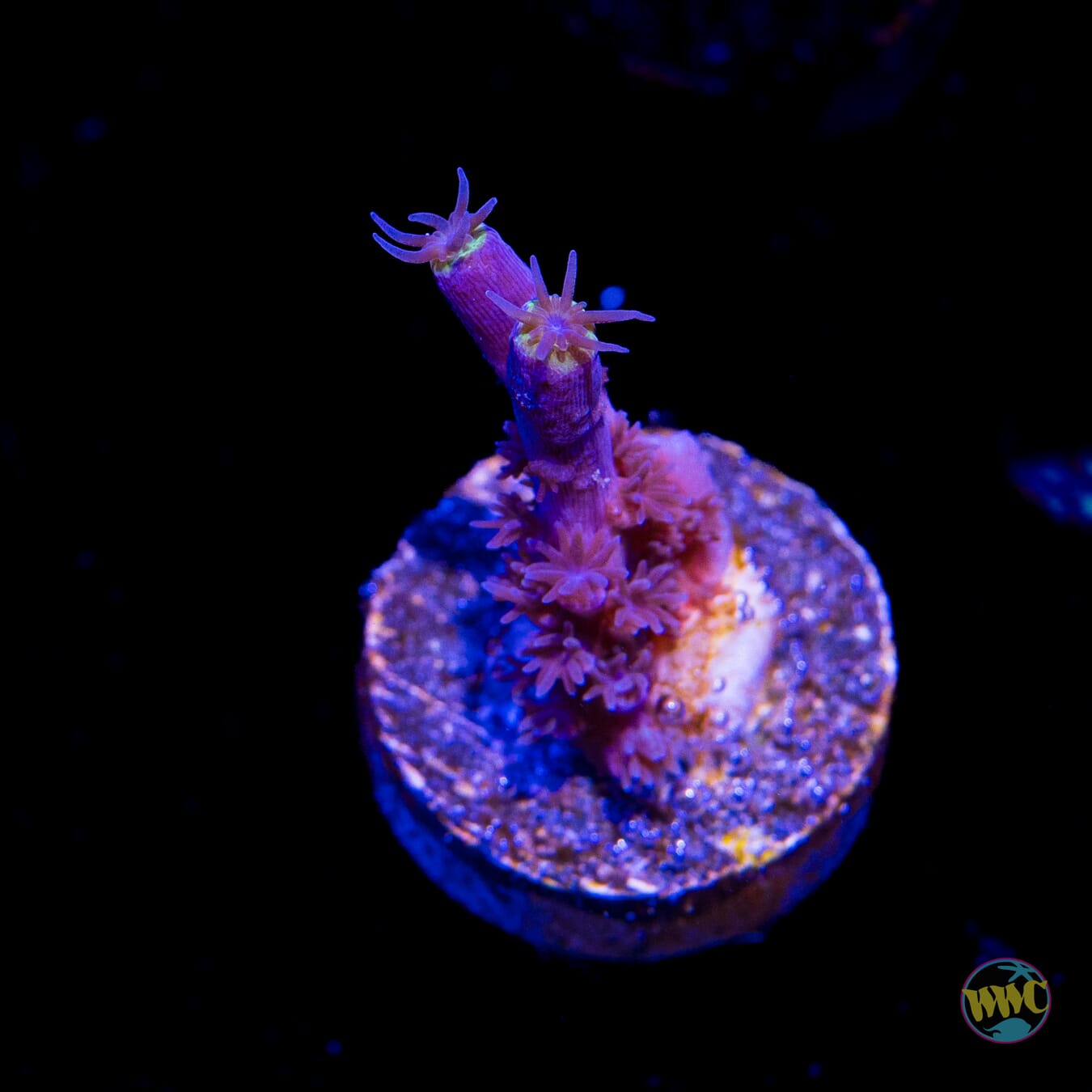 Jason Fox Papa Smurf Tenuis Acropora