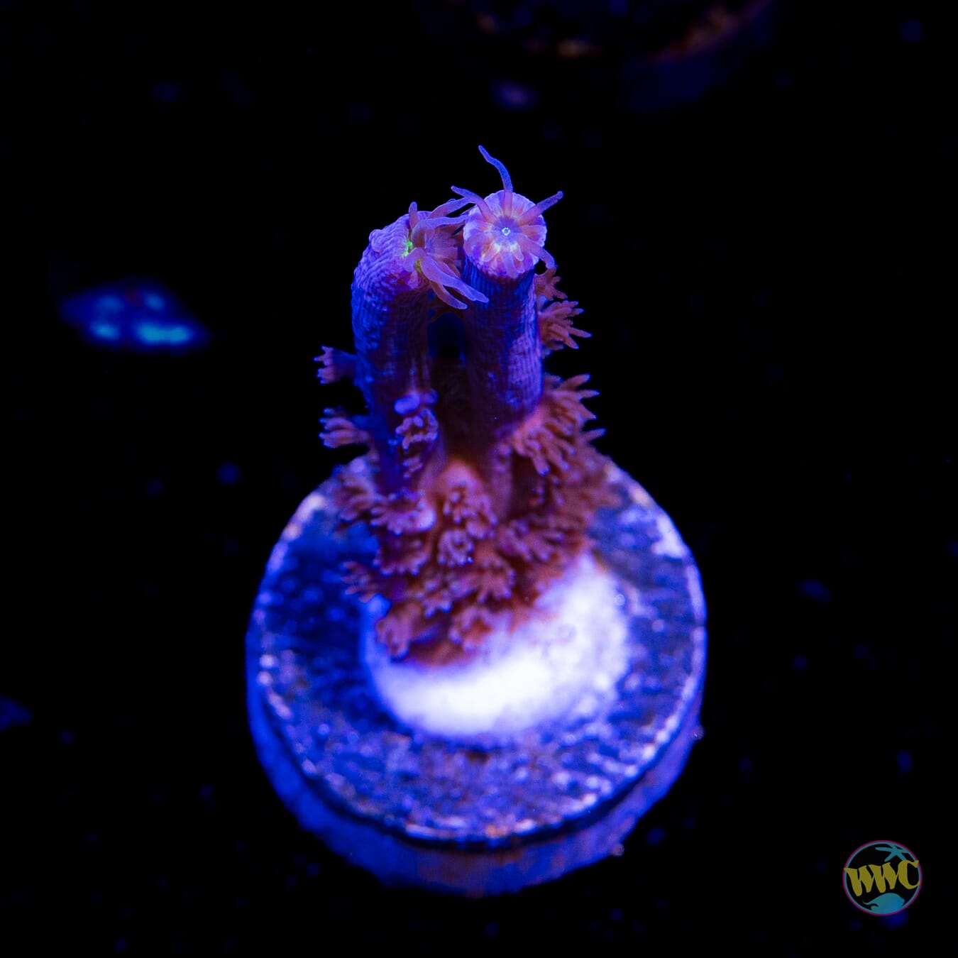Jason Fox Papa Smurf Tenuis Acropora
