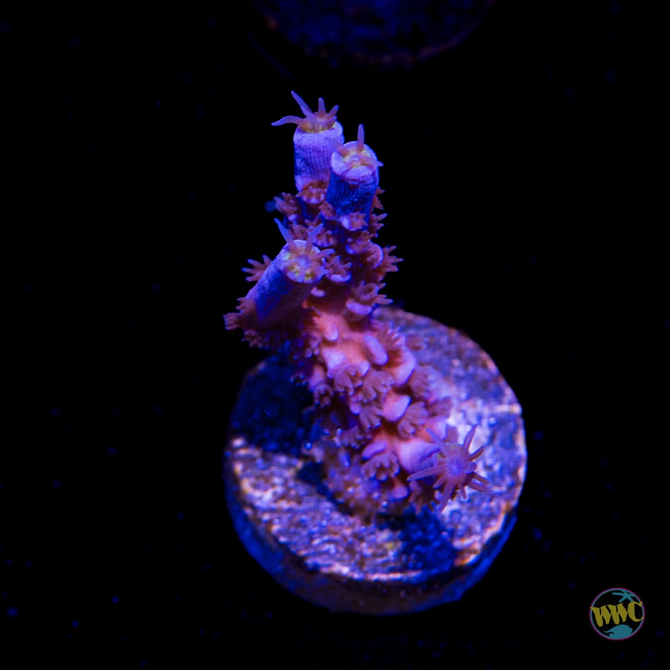 Jason Fox Papa Smurf Tenuis Acropora