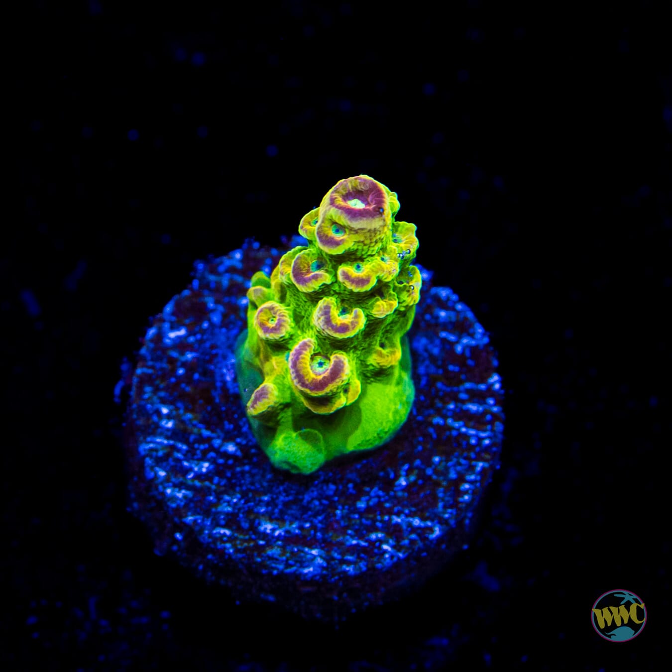 WWC Captain Caveman Acropora