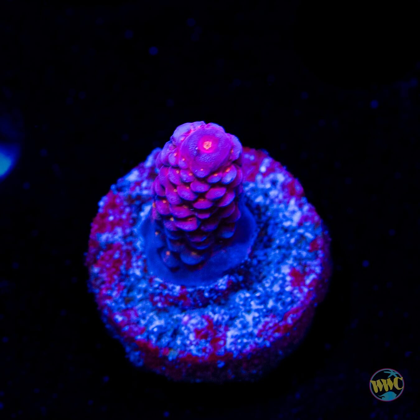 WWC All Star Acropora