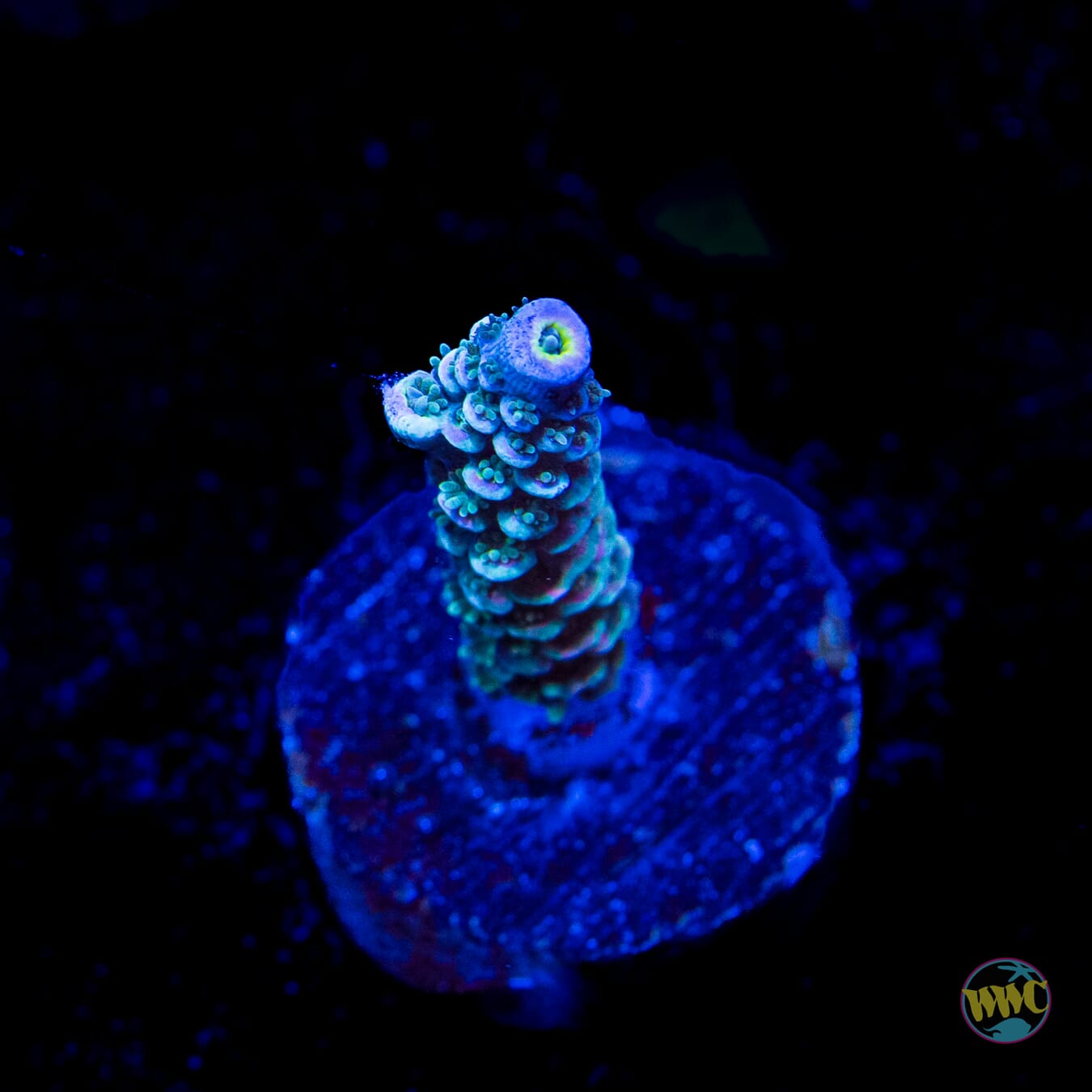WWC Tiddly Winks Tenuis Acropora
