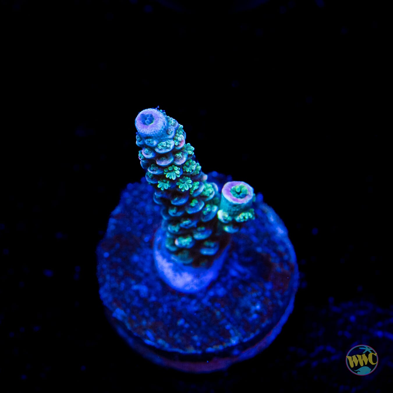 WWC Tiddly Winks Tenuis Acropora