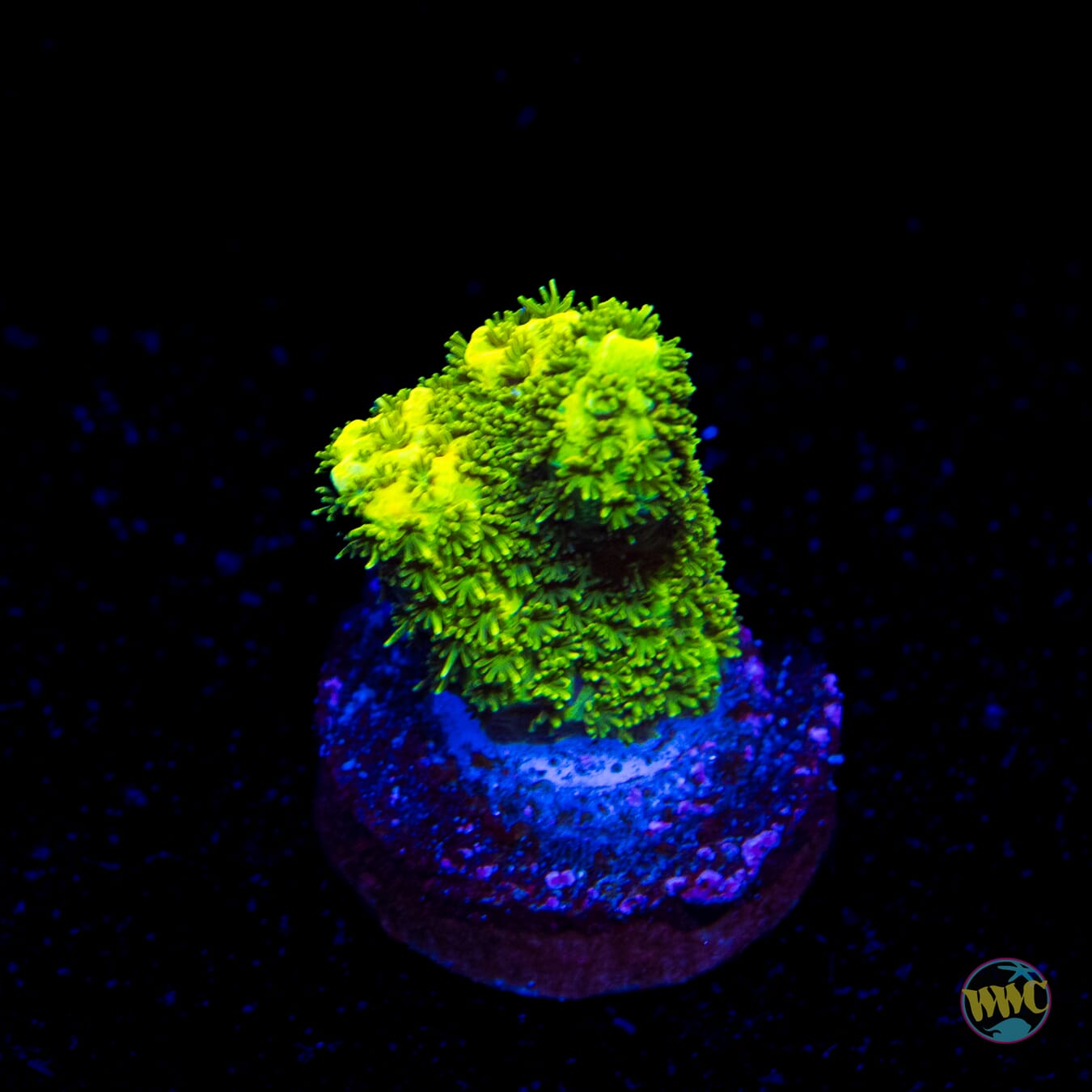 WWC Cactus Cooler Mille Acropora