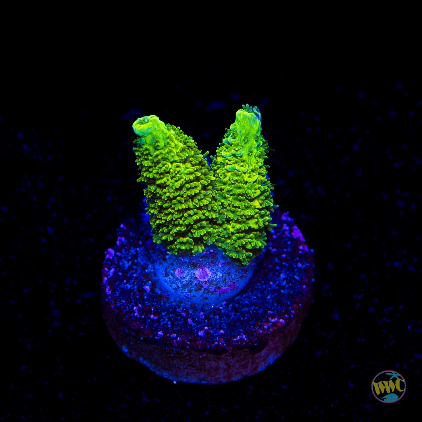 WWC Cactus Cooler Mille Acropora