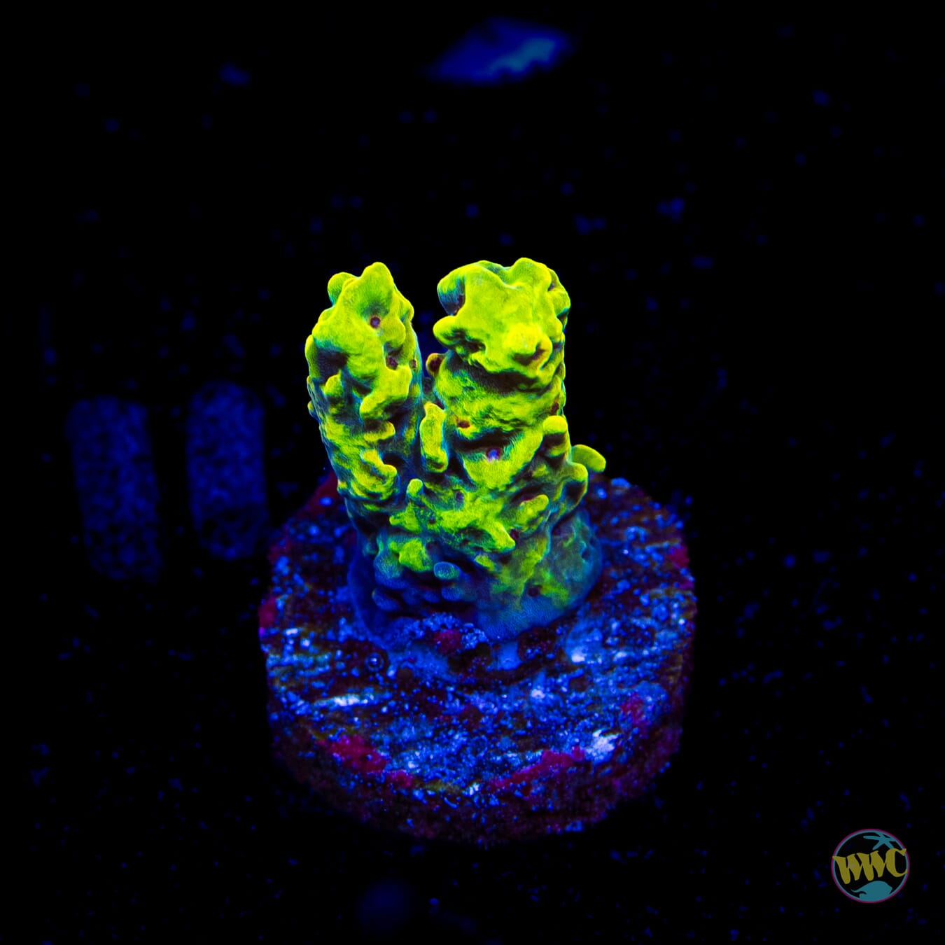 WWC Fuzzy Navel Acropora