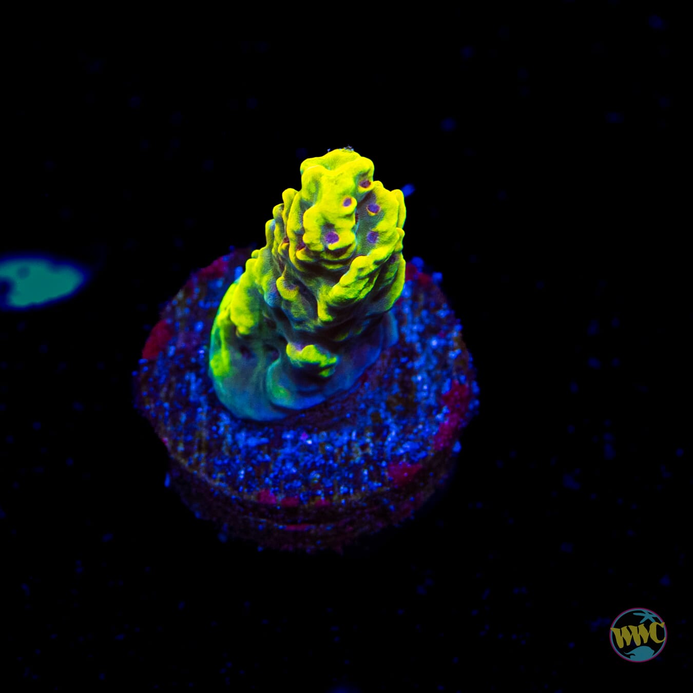 WWC Fuzzy Navel Acropora