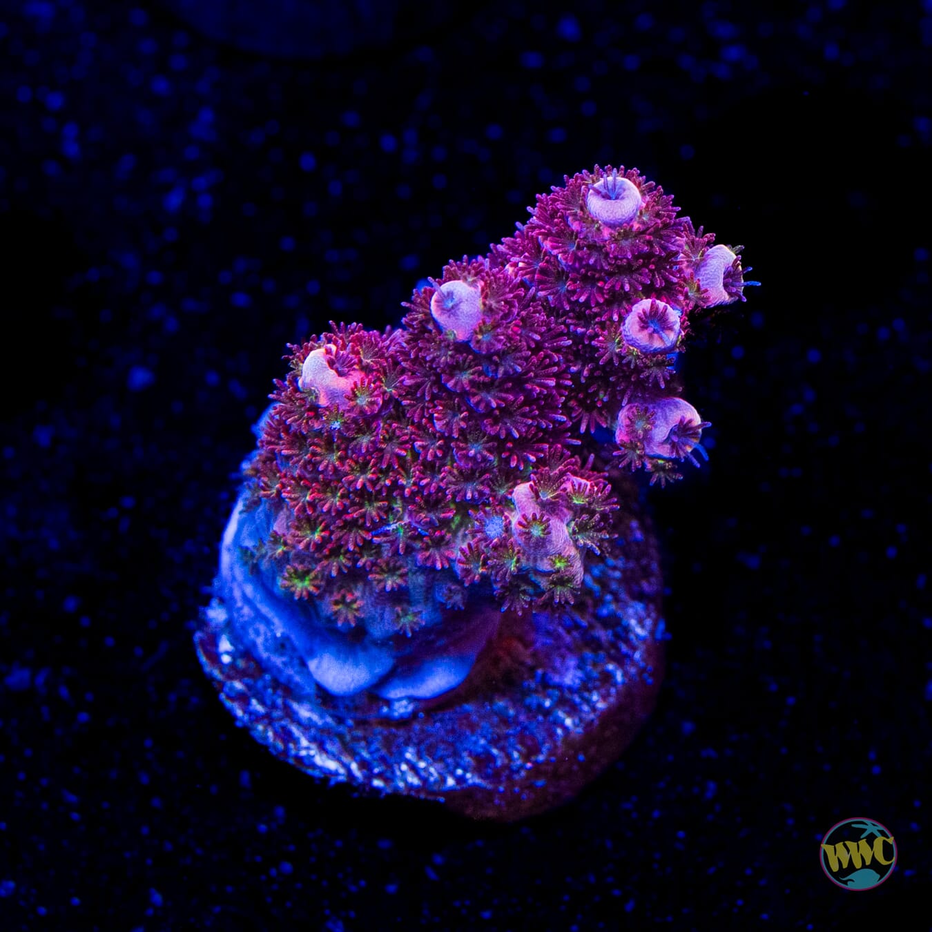 WWC Ruby Runner Acropora