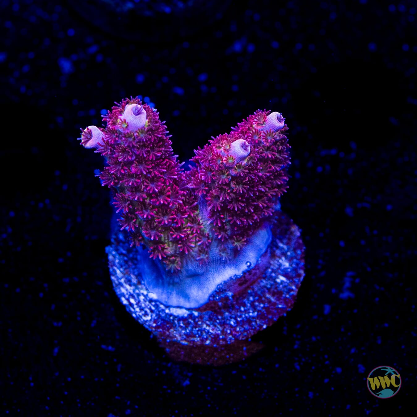 WWC Ruby Runner Acropora