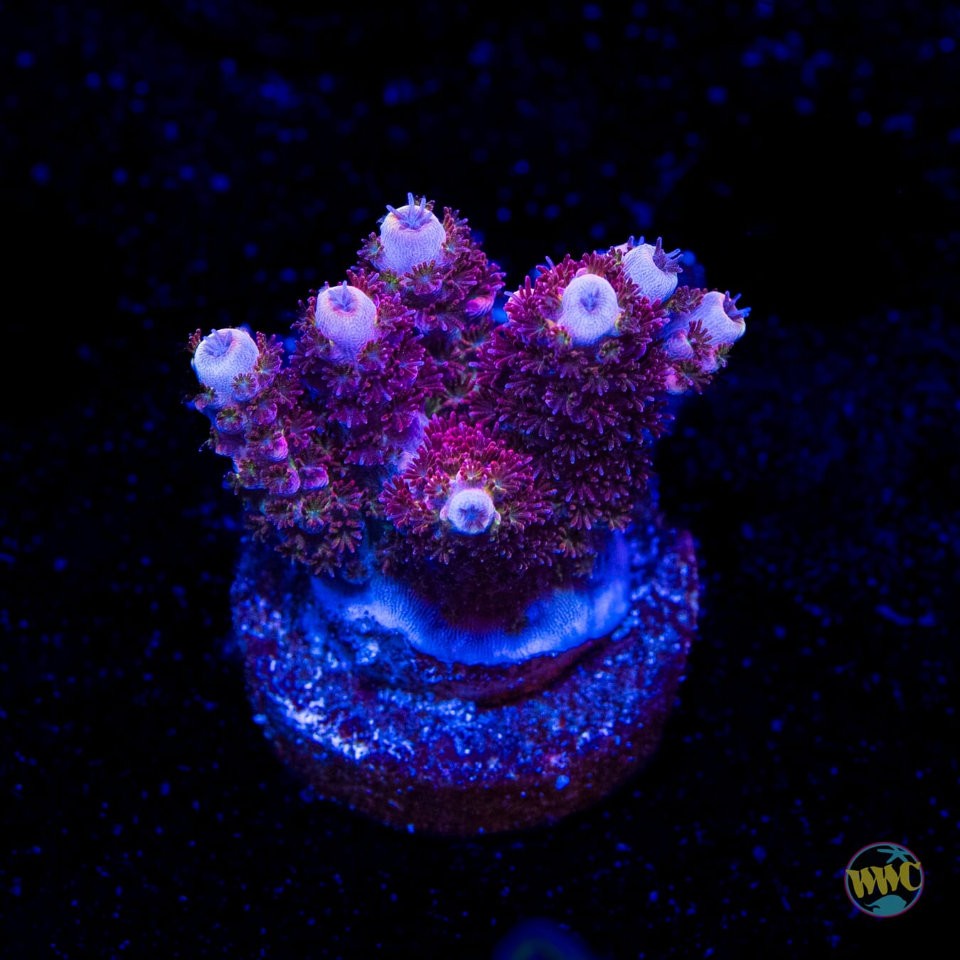 WWC Ruby Runner Acropora