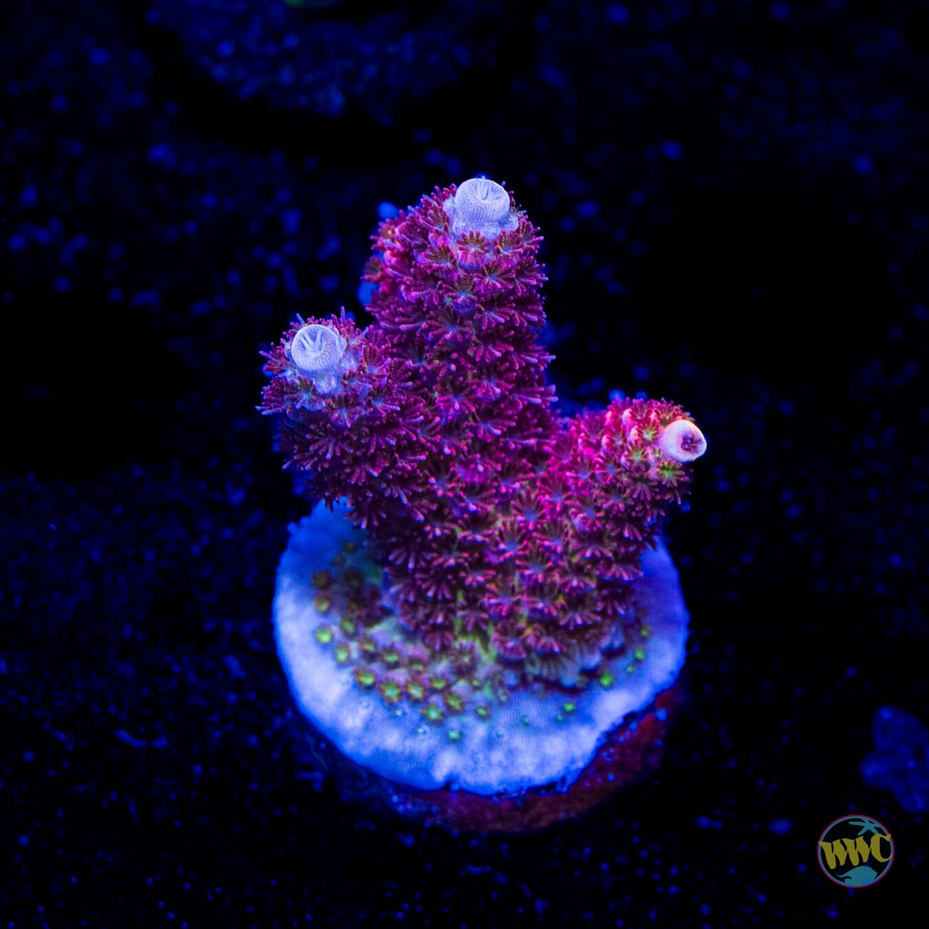 WWC Ruby Runner Acropora