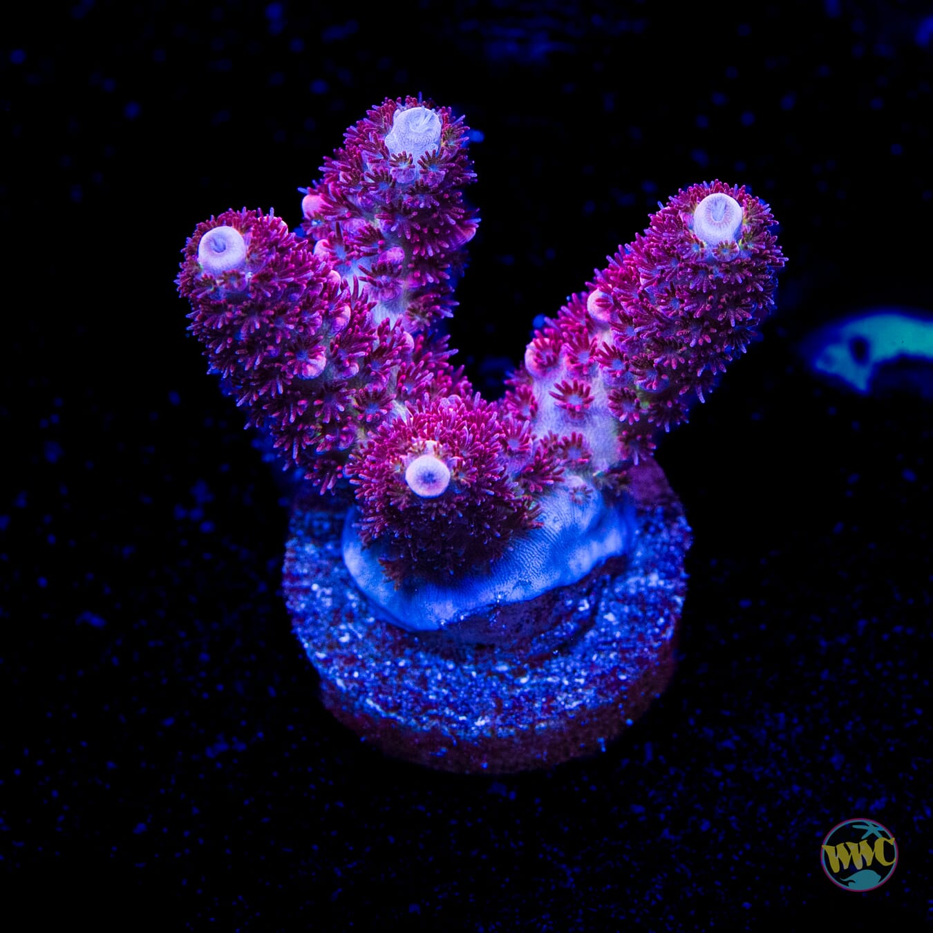 WWC Ruby Runner Acropora
