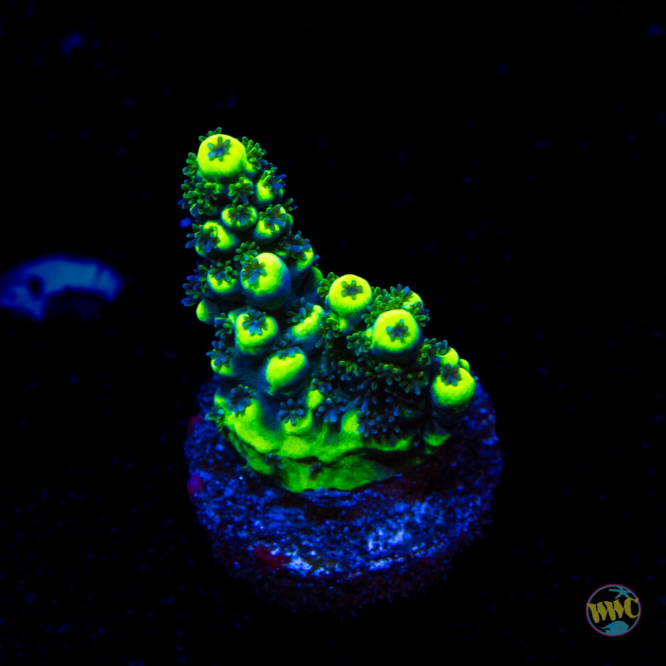 WWC Shark Bite Acropora