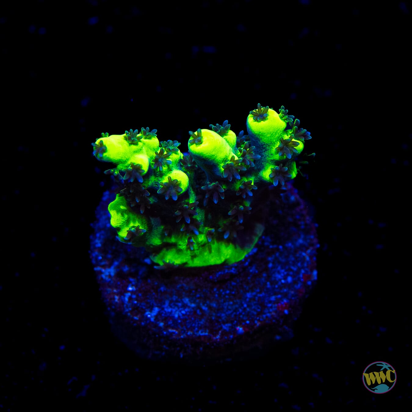 WWC Shark Bite Acropora