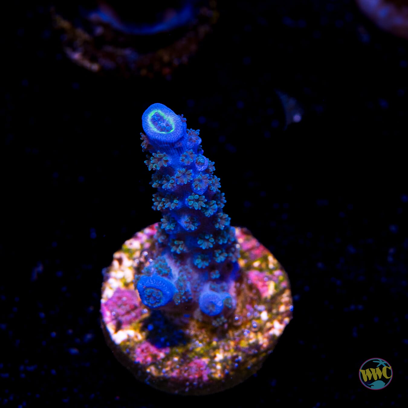 WWC Cobalt Tenuis Acropora