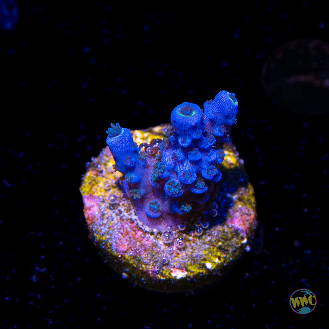 WWC Cobalt Tenuis Acropora