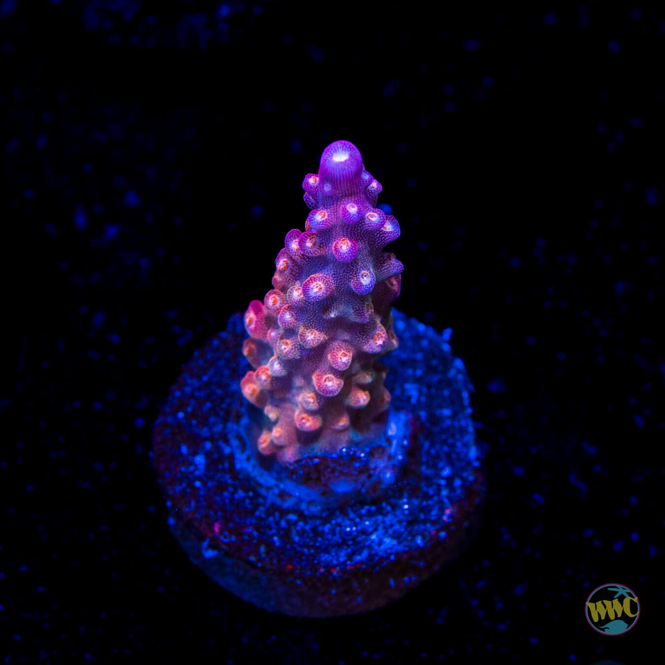 BC Bubble Bath Unicorn Acropora