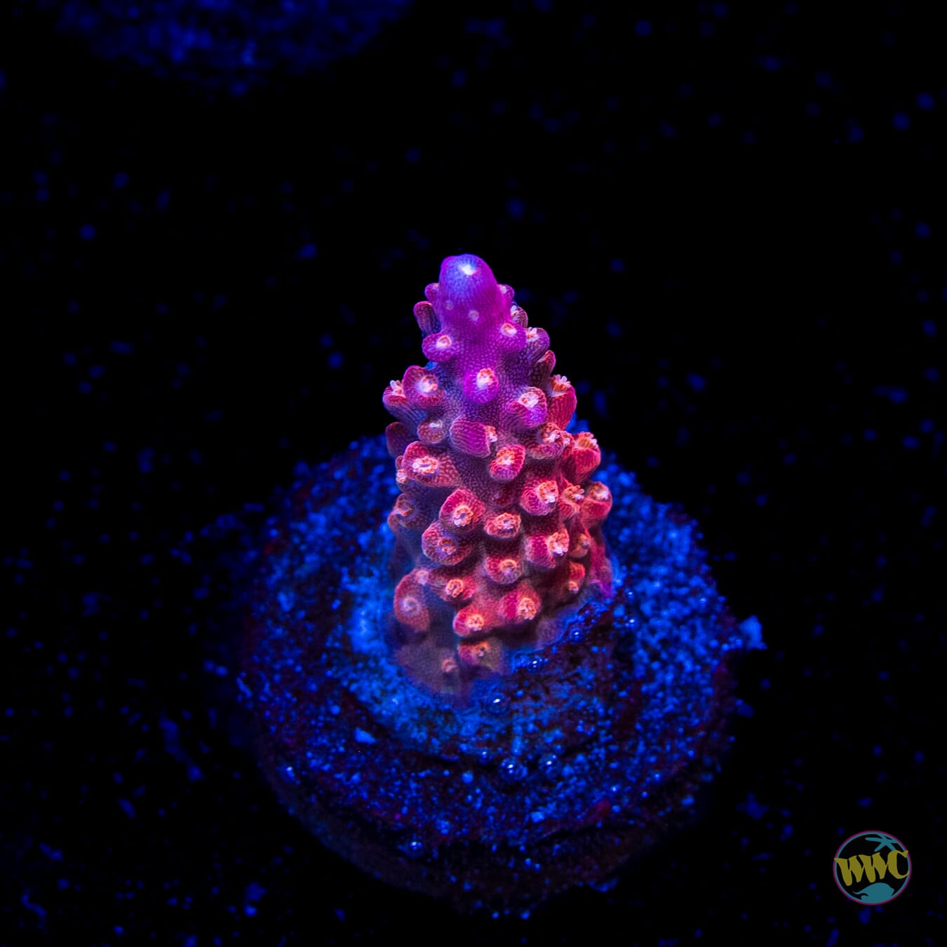 BC Bubble Bath Unicorn Acropora