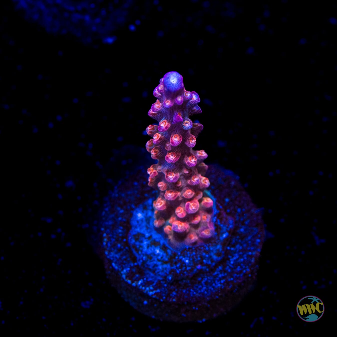 BC Bubble Bath Unicorn Acropora