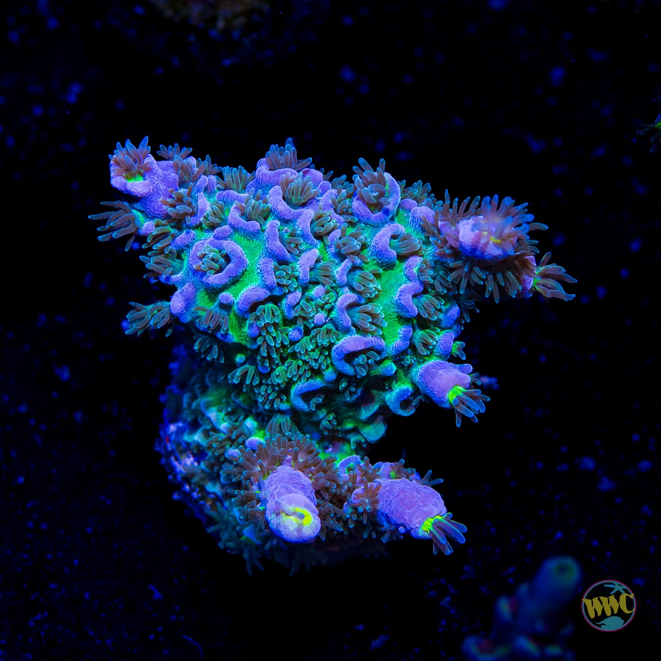 WWC New Frontier Tenuis Acropora
