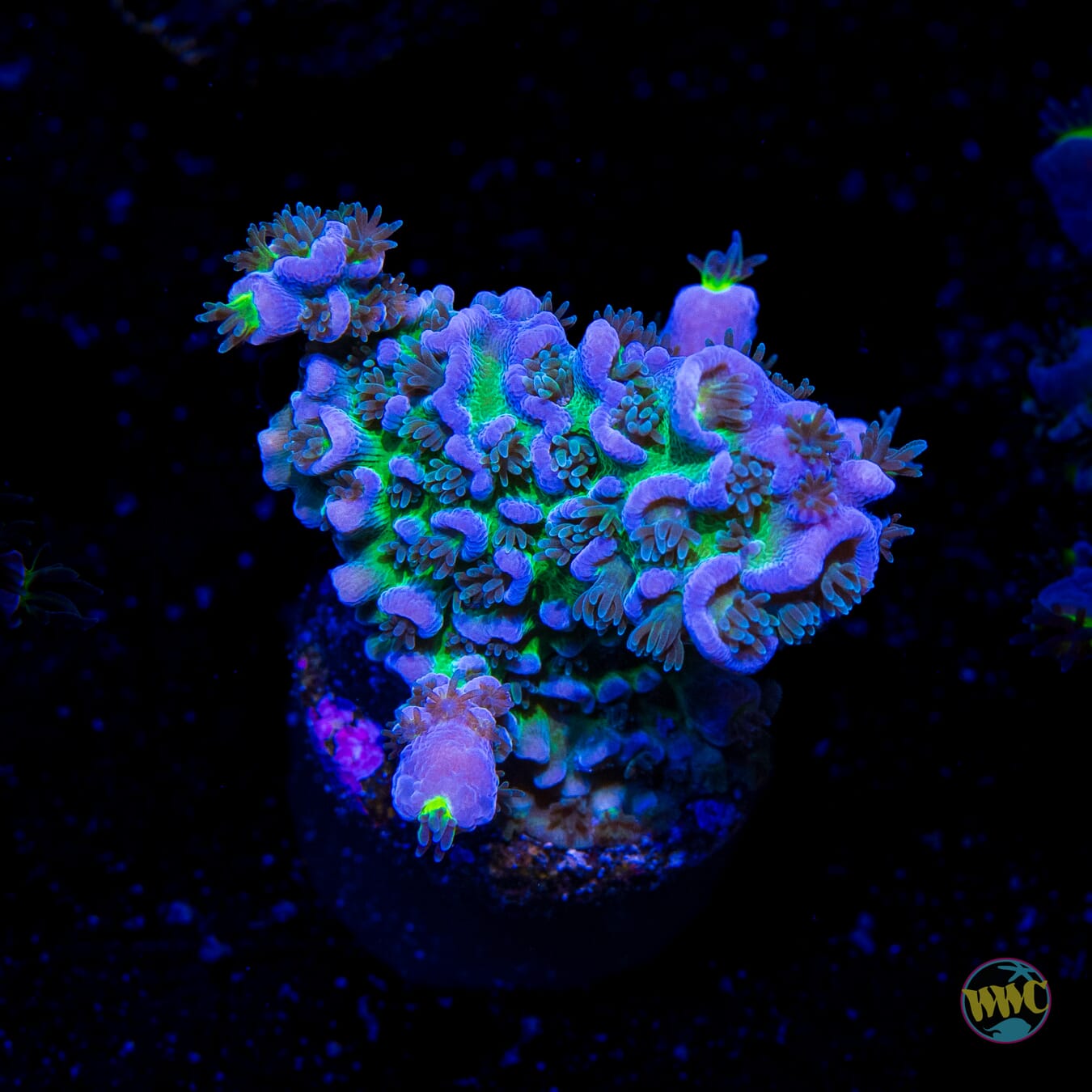 WWC New Frontier Tenuis Acropora