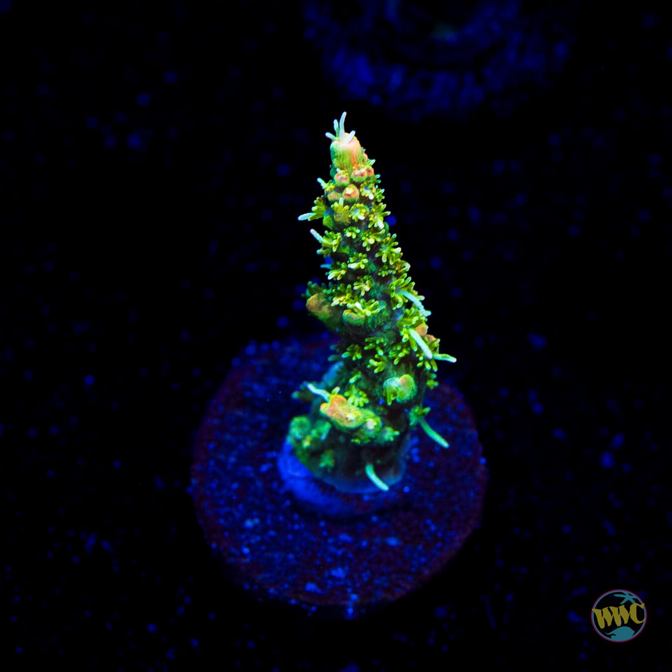 WWC Golden Dragon Acropora