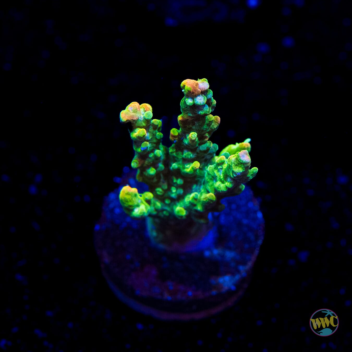 WWC Golden Dragon Acropora