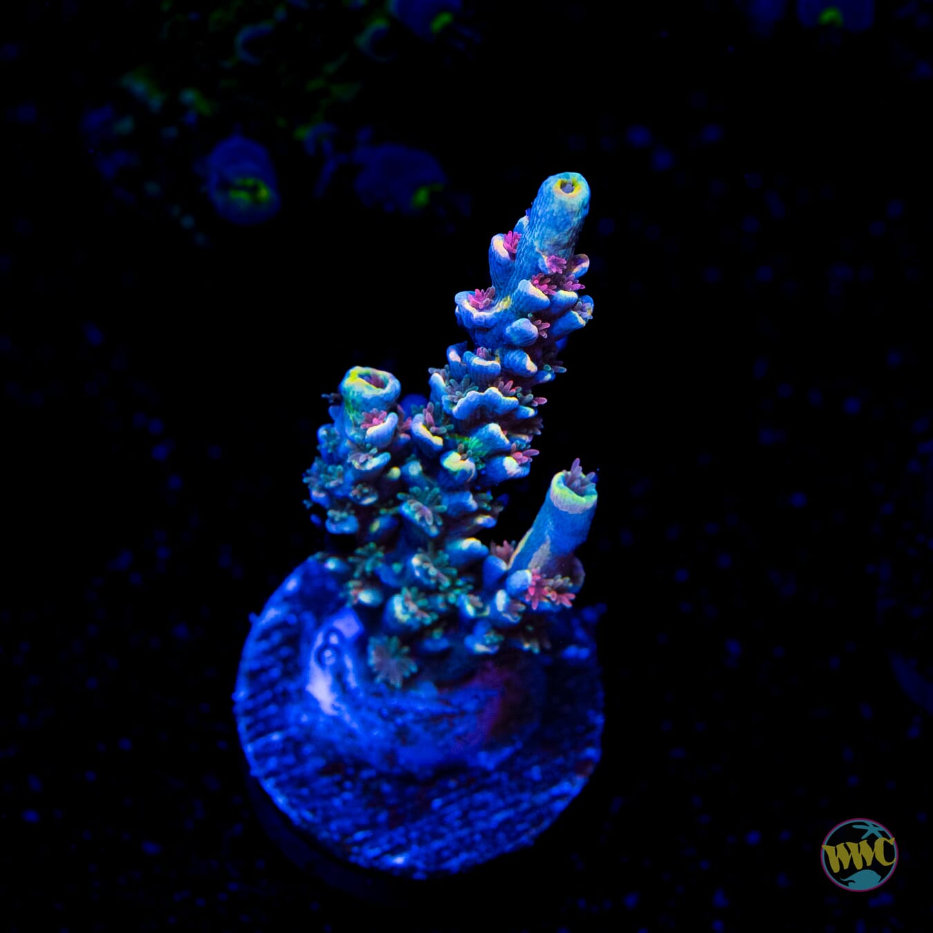 WWC Malibu Surfer Acropora