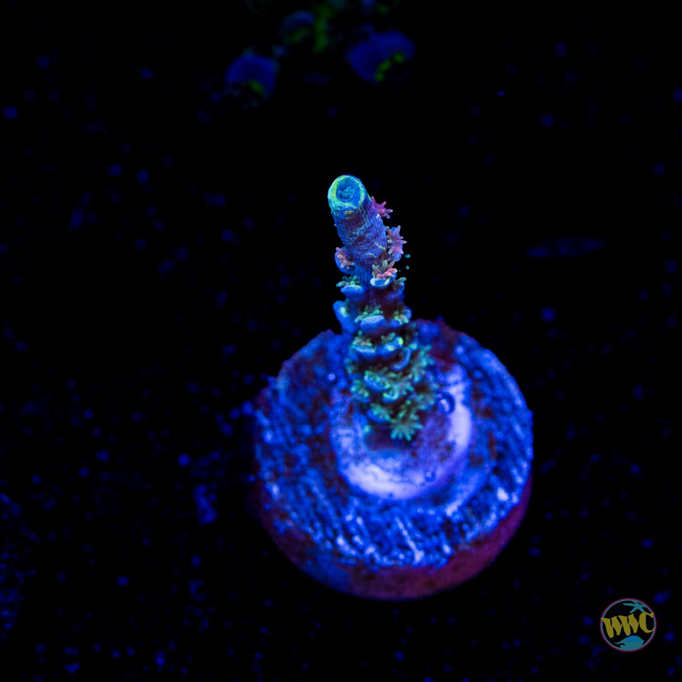 WWC Malibu Surfer Acropora