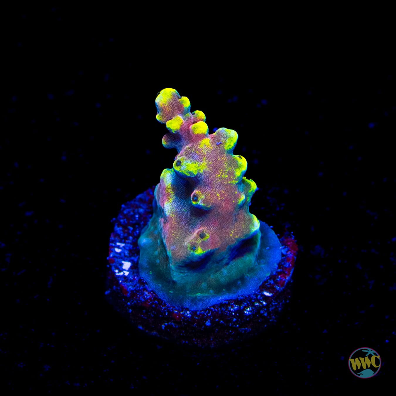 WWC Kobe Bean Acropora